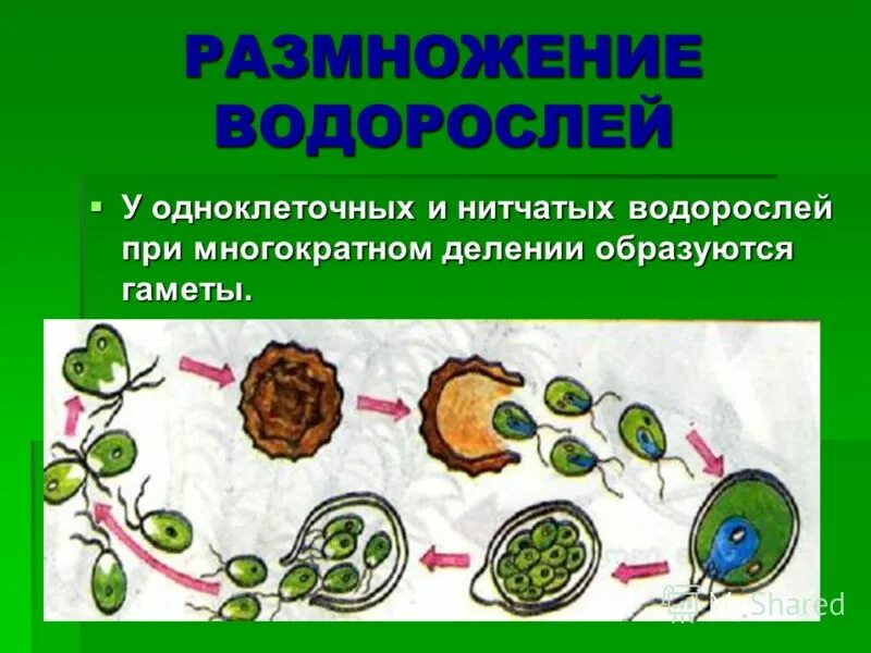 Одноклеточные водоросли произошли. Размножение одноклеточных зеленых водорослей. Размножение водорослей 7 класс. Бесполое вегетативное размножение водорослей. Размножение водорослей 5 класс биология.