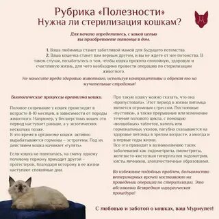 Течка у стерилизованных кошек сколько длится