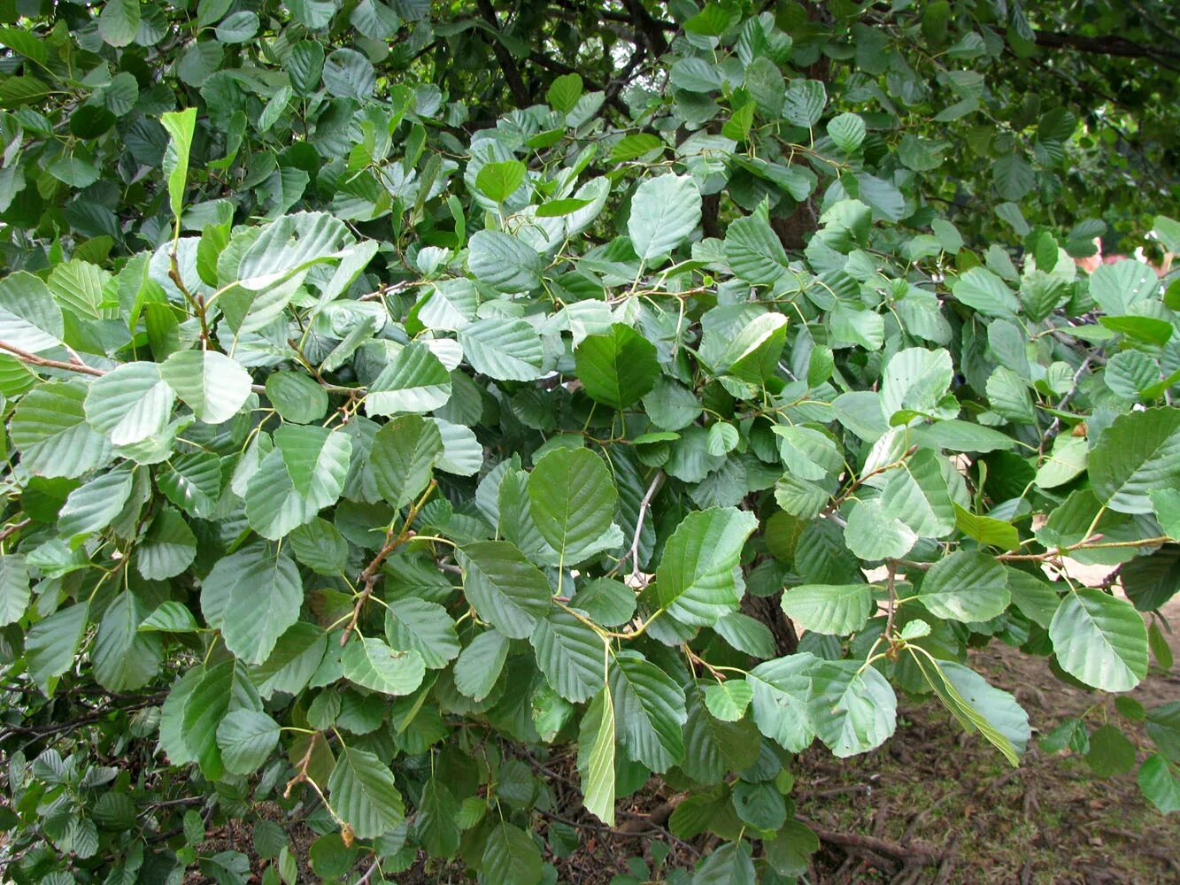 Alnus rubra Bong. 1833 (BETULACEAE) Synonym: Alnus oregona. Flickr