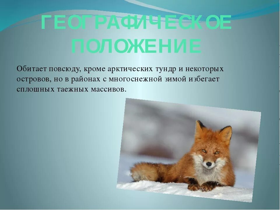В какой природной зоне россии встречается лисица. Описание лисы. Биохимический критерий лисы. Морфологический критерий лисы.