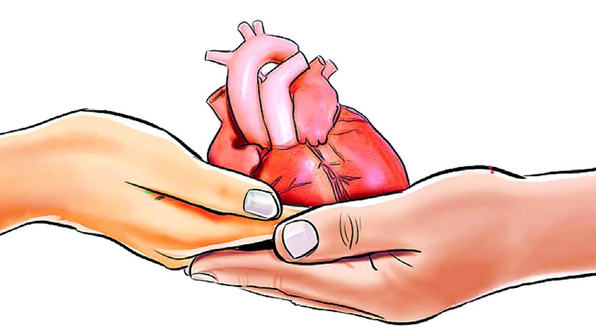 Донорство сердца. Трансплантация сердца.