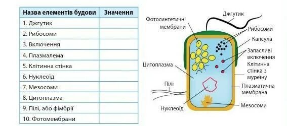 Археи и их значение