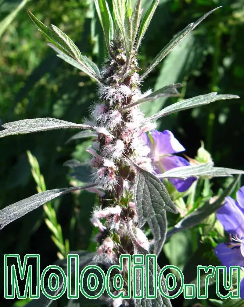 пустырник окружающий мир