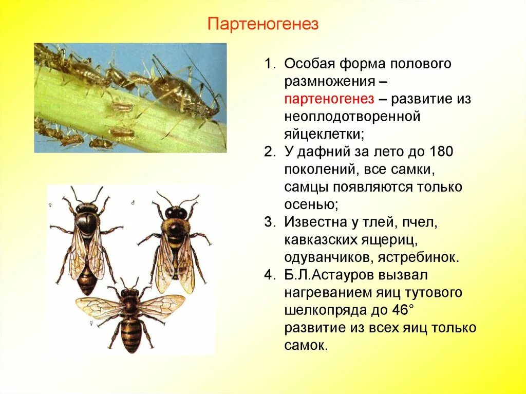 Размножается партеногенетически. Партеногенез. Партеногенез тли. Партеногенетическое размножение. Партеногенез у пауков.