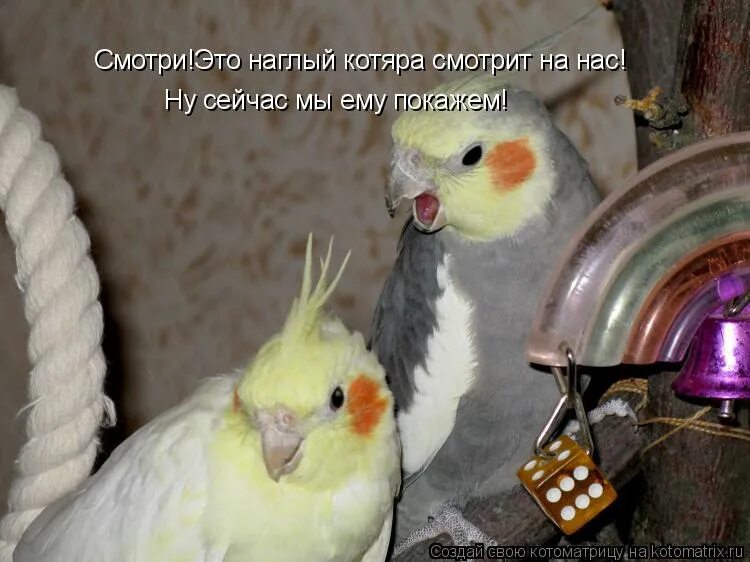 мем про волка и собаку. мне не стыдно фото. удивленный взгляд кота. ну сейчас подойду. мне капец.