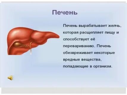 Печень это орган какой