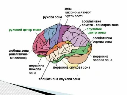 Вкусовые зоны коры больших полушарий