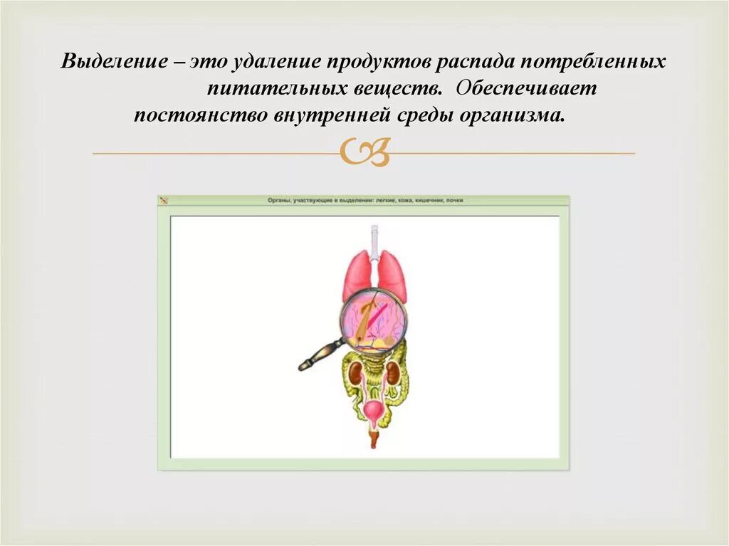 Продукты распада это в биологии. Выделение (биология). Выделение 8 класс биология.