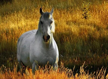 Had hors
