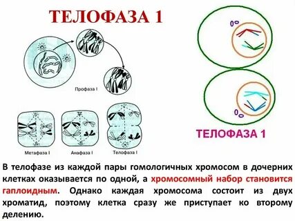 Для анафазы 1 мейоза характерно