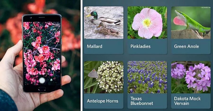 Распознавание растений по картинке. Приложение для распознавания цветов. Приложение определить растение. Программа распознавания растений по фото. Определить цветок по фотографии с телефона