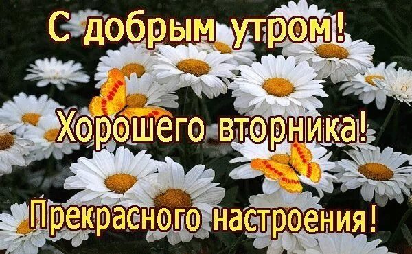 Всем доброе утро вторника. Доброго вторника. поздравление со вторником. доброе утро вторника удачного дня. открытки с добрым утром вторника.