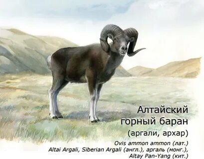 Животные гор занесенные в красную книгу