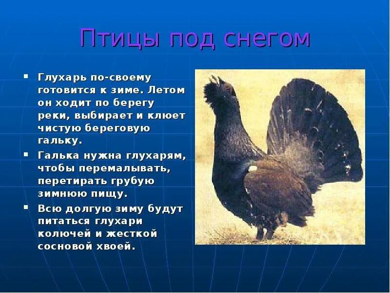 Почему глухарку так назвали