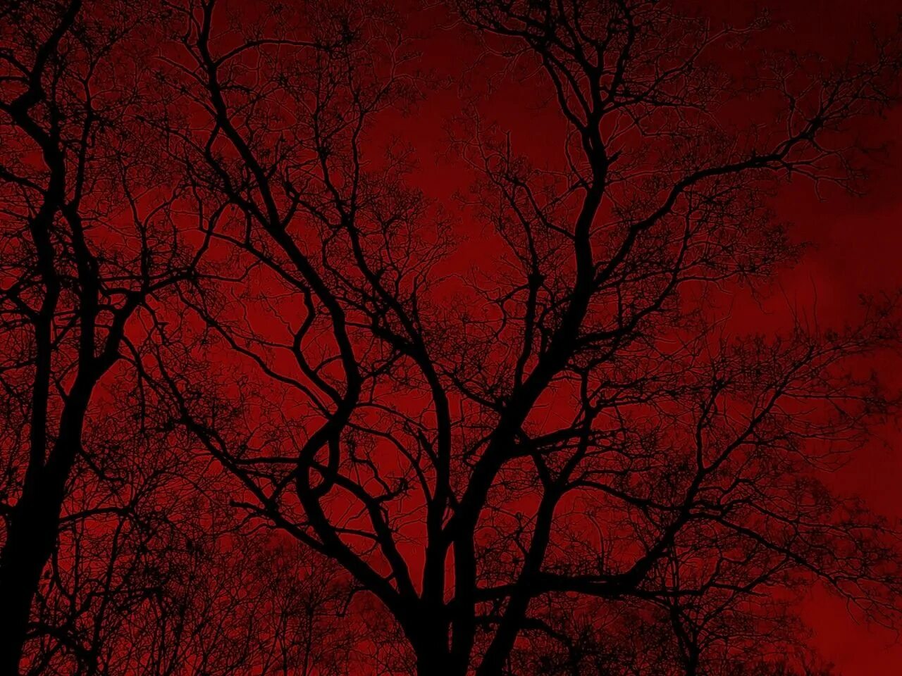 Красно-чёрное дерево. Чёрно красные обои. Багровый однотон. Багровый фон техника. Schwarz rot