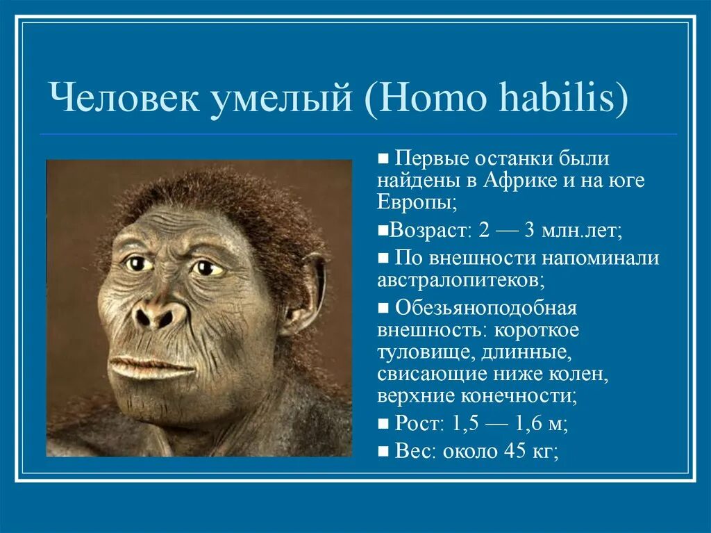 Первый род человечества. Хомо хабилис. Человек умелый. Человек умелый homo habilis. Хомо хабилис Возраст.