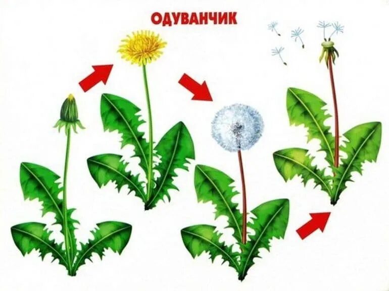 Растение быстро развивается