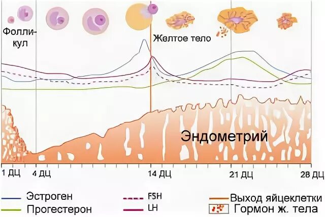 Эндометрий второй фазы цикла. Толщина эндометрия по дням цикла норма. эндометрий по дням цикла нормы. норма эндометрия по дням цикла таблица. эндометрий по дням цикла нормы толщины.