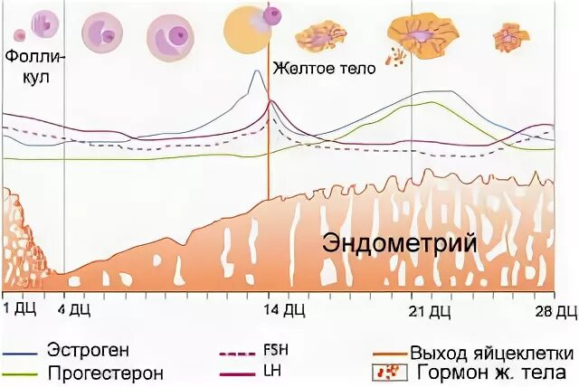 Эндометрий нормальная толщина. Эндометрий по дням цикла нормы. День цикла эндометрий. Норма эндометрия в первой фазе цикла. Норма эндометрия по фазам цикла.