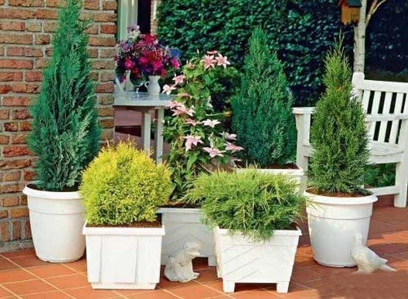 Туя в горшке. Туя смарагд в кашпо. Туя западная литтл чемпион. Туя западная смарагд витбонт. Кипарисовик хвойный микс.