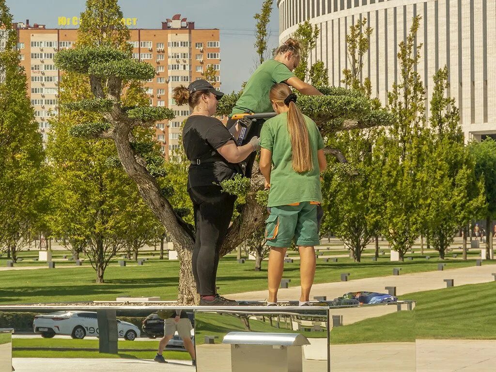 Чайная церемония в парке галицкого. Платан парк Галицкого. Платаны в парке Галицкого. Деревья в парке Галицкого в Краснодаре. Древо жизни парк Галицкого.