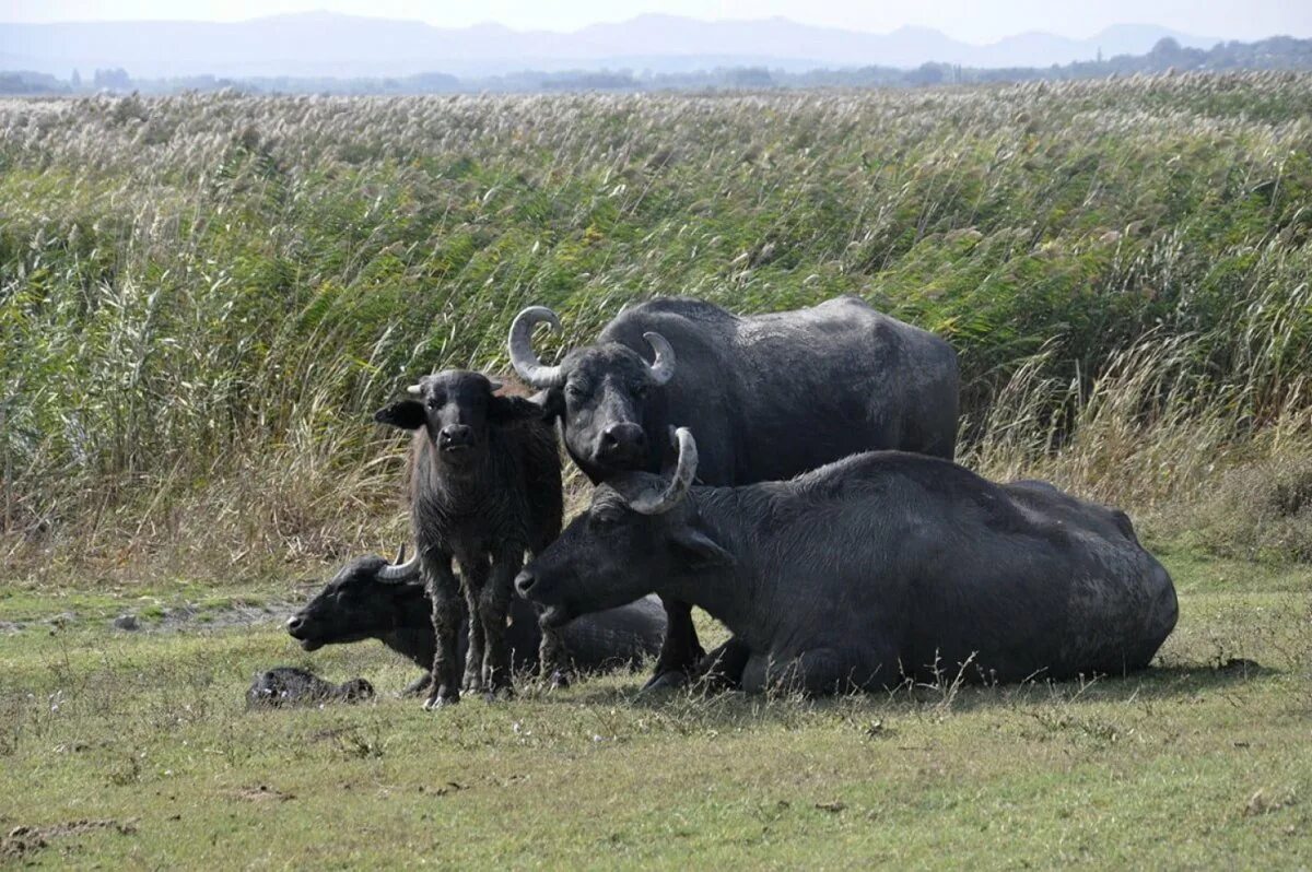 Мир животных буйволы. Буйволиная ферма дашестан. Молоко буйвола. Стадо буйволов. Буйволы пасутся.