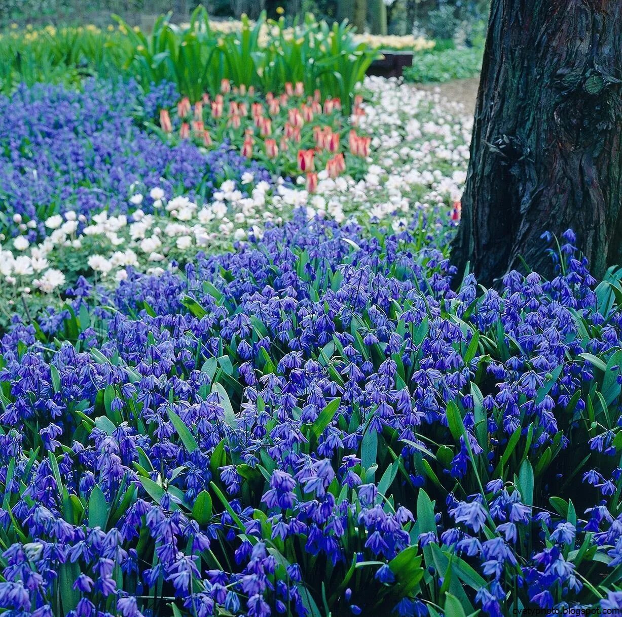 Весенние синие цветочки. Мускари Сцилла Сибирская. Пролеска Сибирская Scilla Siberica. Крокусы, пушкиния, Сцилла. Пролеска Сцилла.