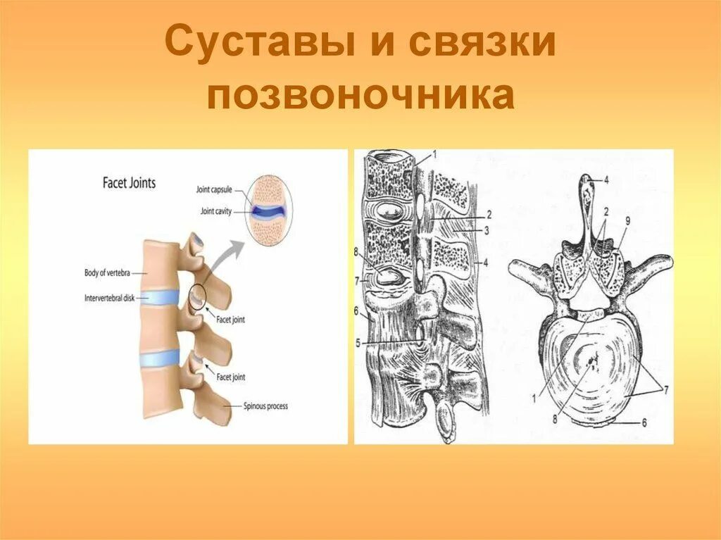 Суставы поясницы. Суставы и связки позвоночника. Продольная связка позвоночника. Связки позвонков анатомия. Суставы позвоночника анатомия.