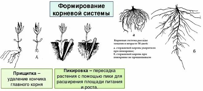 Не развивается корневая система у томатов. Пикировка рассады корневая система. Пикировка корня биология. Пикирование корня растения. Формирование корневой системы.