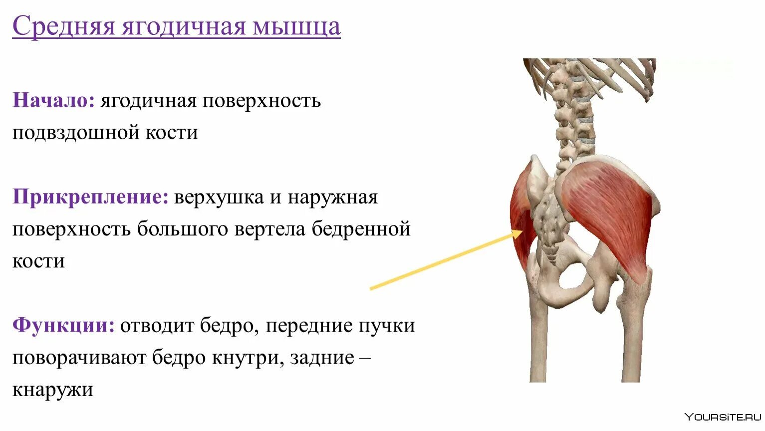 Сильная боль в подвздошной. Средняя ягодичная мышца функции. Средняя ягодичная мышца начало прикрепление функции. Большая ягодичная мышца начало и прикрепление функция.