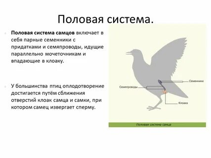Половая система птиц самок