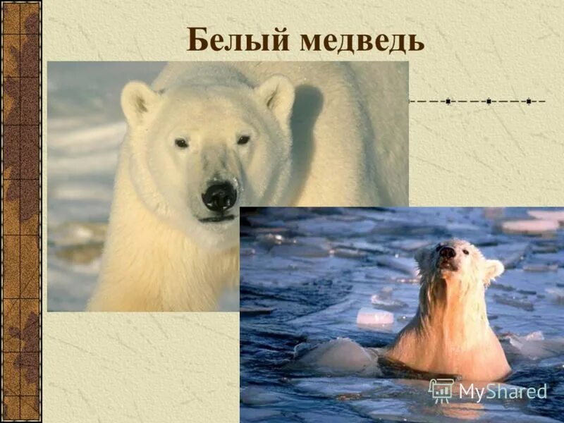 где живеот белие медвед. где живут медведи 1 класс видео. где обитает белый медведь. где живут медведи 1 класс видео. где живут медведи 1 класс видео.