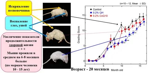 Количество прожитых лет период жизни человека животного