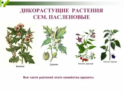 Листорасположение белены