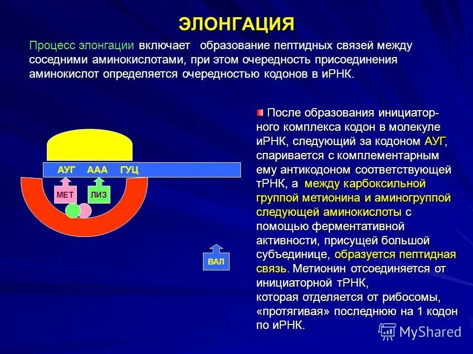 Мета трансляция. Элонгация. Процесс элонгации. Процесс элонгации в трансляции это. Элонгация трансляции.