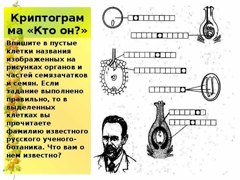 Схема двойного оплодотворения у цветковых растений. Двойное оплодотворение у цветковых растений. Формирование спермиев у цветковых растений. Презентация по биологии двойное оплодотворение цветковых растений.