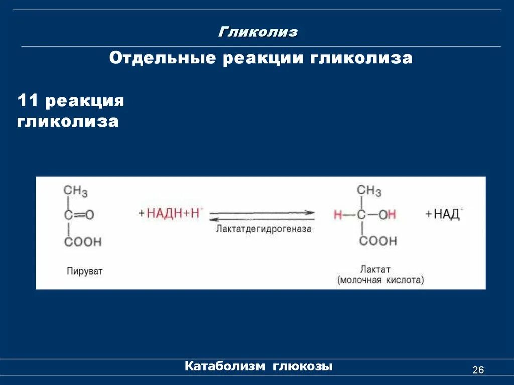 Аэробный гликолиз 11 реакций. Реакции гликолиза 11 реакций. 11 Реакция анаэробного гликолиза. Гликолиз формулы биохимия. Гликолиз последовательность реакций