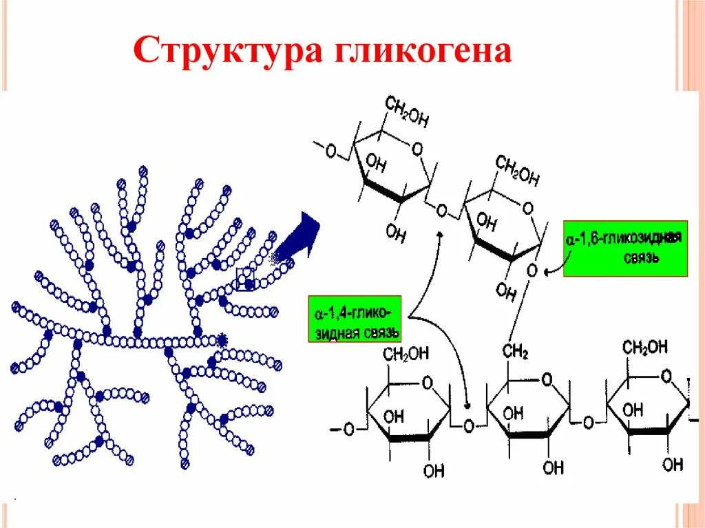 Гликоген у грибов. Строение гликогена биохимия. Гликоген строение молекулы. Химическая структура гликогена. Структурное звено гликогена.