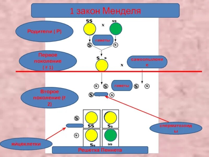 F1 f2 Мендель. 1 И 2 закон Менделя. 1 Закон Менделя. 2 Закон Менделя. Мендель второе поколение гибридов