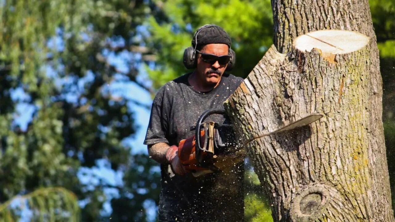 Убрать дерево ресурса. Удаление дерева у дедушки. What Tree are you today.