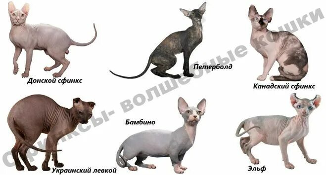 Кошка породы сфинкс - когда хочется экзотики КОТОПЁС Дзен