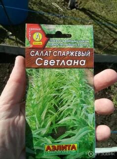 Спаржевый салат выращивание
