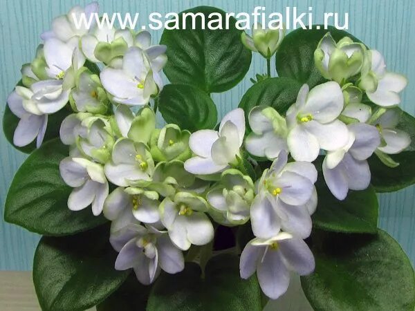 ЛЕ-Сон-Трава (Е.Лебецкая) - Форум цветоводов Фрау Флора