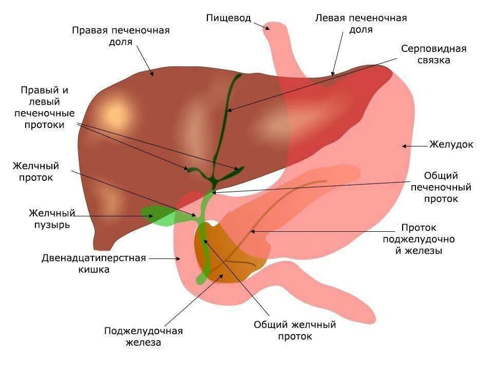 Пузырь под печенью. Анатомия желчных путей печени. Строение печени человека анатомия и желчного пузыря. Анатомия желчный пузырь печень схема. Печеночные протоки анатомия печени.