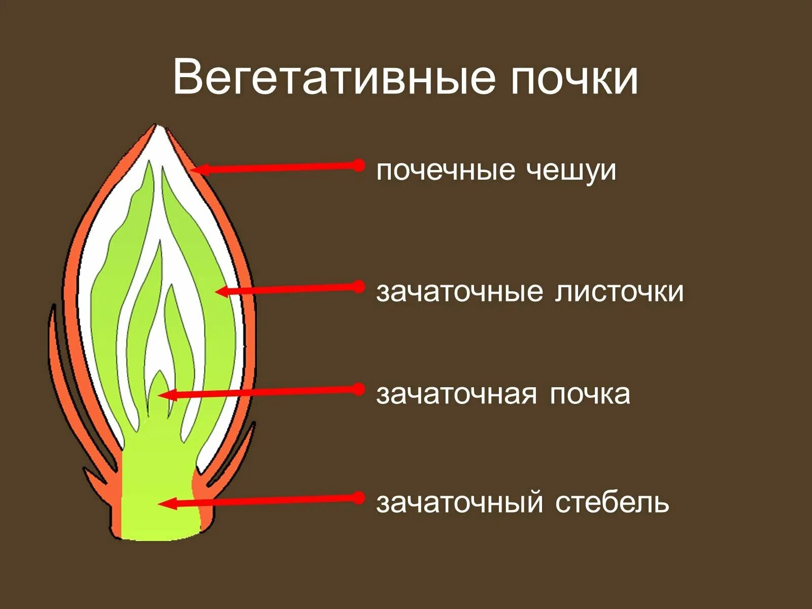 Строение генеративной почки, вегетативной почки; строение побега.. Строение вегетативной листовой почки. Строение почки,почечная чешуя. Вегетативная почка и зачаточный побег.