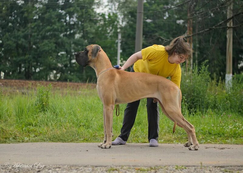 Доги форум. Домик дога форум немецкий дог. Немецкий дог с некупированными ушами. Немецкий дог палевый. Доги форум.