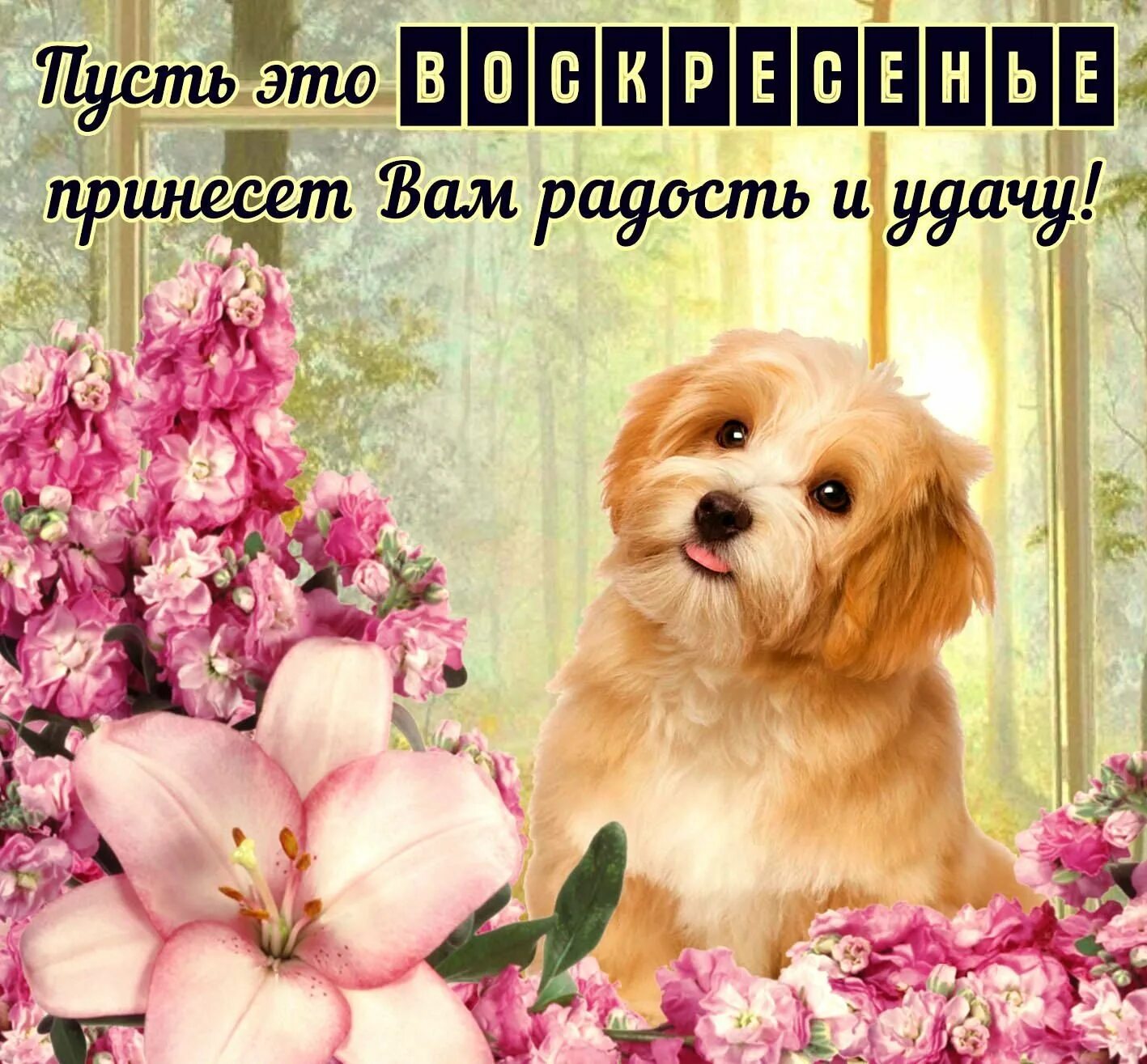 Доброго дня и хорошего настроения с животными. Поздравление с воскресеньем. доброго воскресного дня. пожелания на воскресенье. хорошего воскресенья.