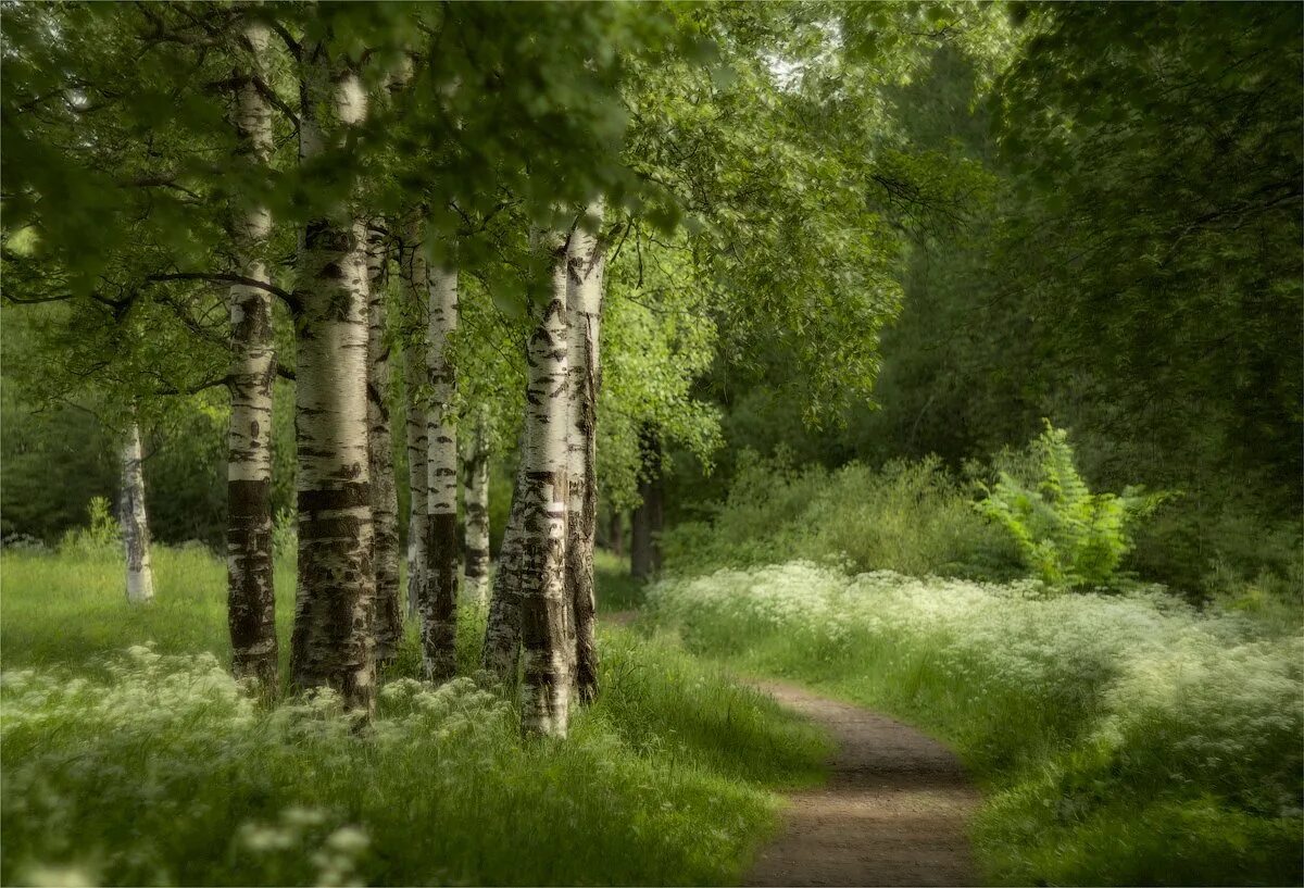 Летний лес. Летом в лесу. Пейзаж лес. Пейзаж лето лес. Заросли березки