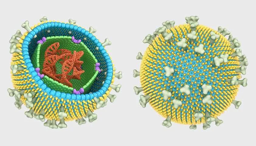 Epstein barr virus капсидный. Строение вируса Эпштейна-Барр. Вирус Эпштейна-Барр структура. Вирус Эпштейна-Барр под микроскопом. Вирус Эпштейна-Барра строение вируса.