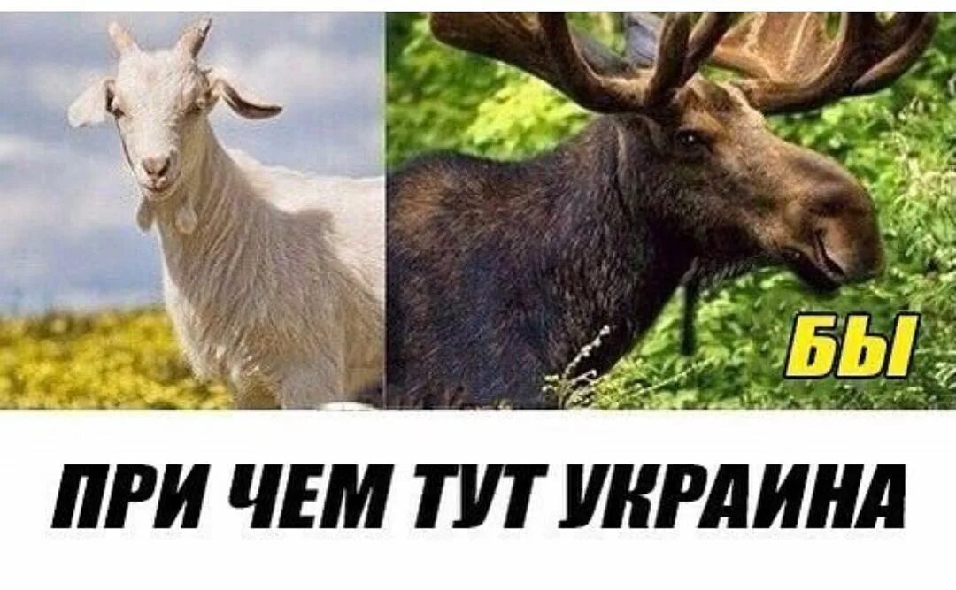 Причем здесь время. Каза лось бы причём тут украина. коза лось бы причём здесь украина. коза лось бык. казалось бы причем тут украина мем.